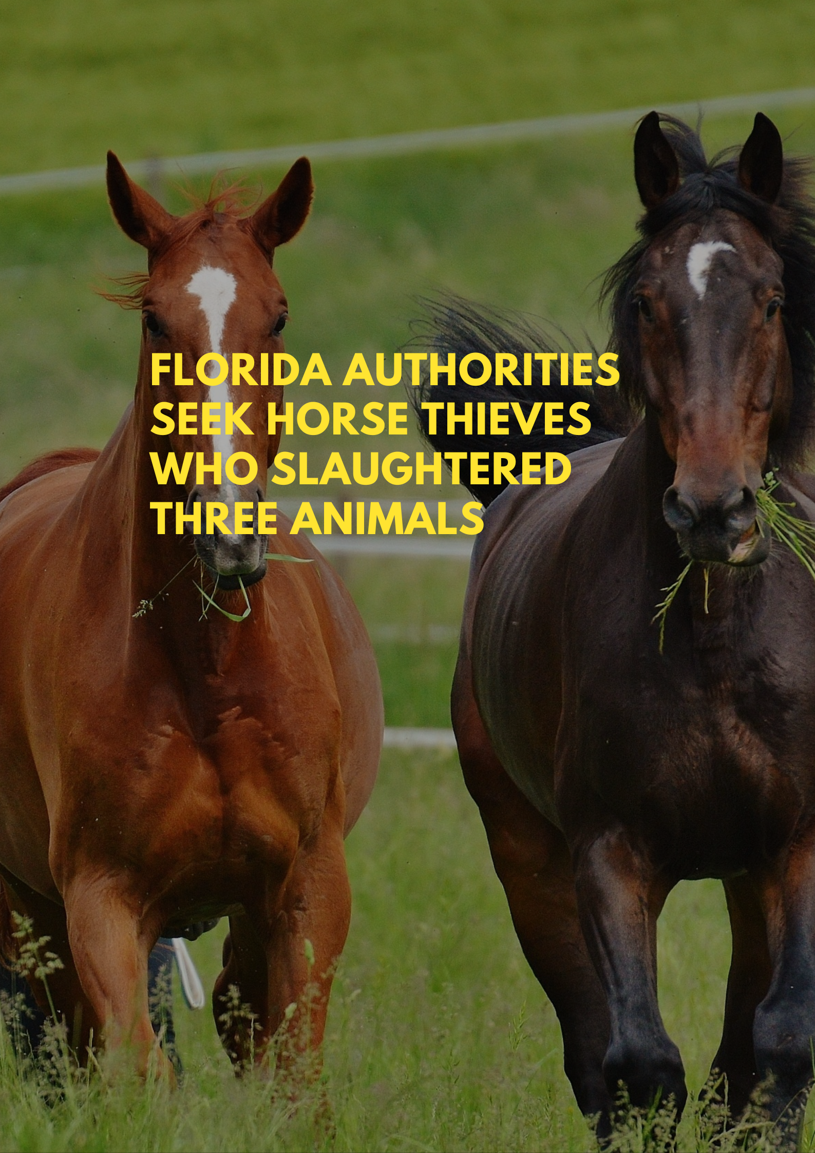 Florida Authorities Hunt for Horse Thieves Responsible for Killing Three Animals